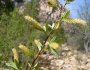 Salix gooddingii image