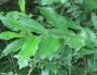 Salix gracilistyla image
