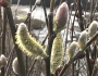 Salix hookeriana image