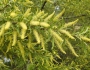 Salix humboldtiana image