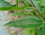 Salix humilis image