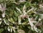 Salix integra image