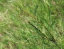 Salix exigua image