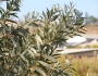 Salix lasiolepis image