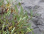 Salix lucida image