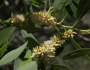 Salix lutea image