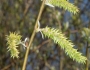Salix melanopsis image