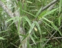 Salix nigra image