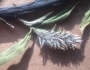 Salix petiolaris image