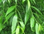 Salix pierotii image