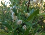 Salix prolixa image