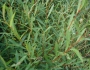 Salix purpurea image
