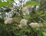 Salix pyrifolia image