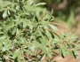 Salix scouleriana image