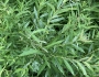 Salix sericea image