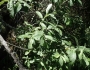 Salix sitchensis image