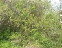 Salix udensis image