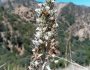 Salvia apiana image