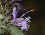 Salvia carduacea image