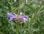 Salvia clevelandii image