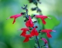 Salvia coccinea image