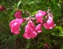 Salvia greggii image