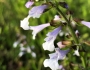 Salvia lyrata image