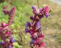 Salvia nemorosa image