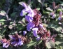 Salvia officinalis image