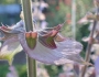 Salvia sclarea image