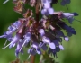 Salvia verticillata image