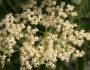 Sambucus caerulea image