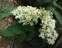 Sambucus canadensis image