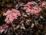 Sambucus nigra image