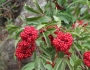 Sambucus racemosa image