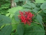 Sambucus pubens image