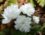 Sanguinaria canadensis image