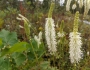Sanguisorba canadensis image