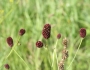 Sanguisorba officinalis image