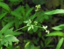 Sanicula canadensis image