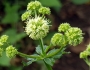 Sanicula marilandica image