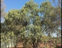 Santalum acuminatum image