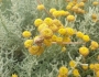 Santolina chamaecyparissus image