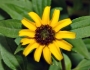 Sanvitalia procumbens image