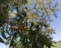 Sapindus drummondii image
