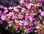 Saponaria ocymoides image