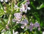 Saponaria officinalis image