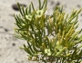 Sarcobatus vermiculatus image