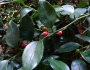 Sarcococca ruscifolia image