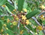 Ziziphus obtusifolia image